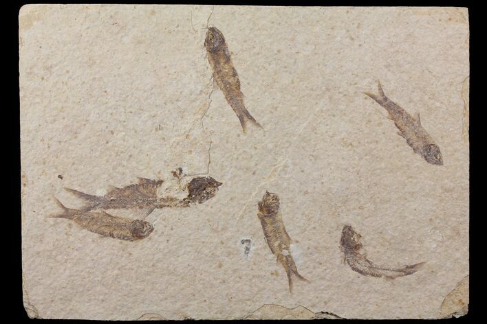 Fossil Fish (Knightia) Mortality Plate - Wyoming #111241